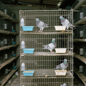 Welded Wire